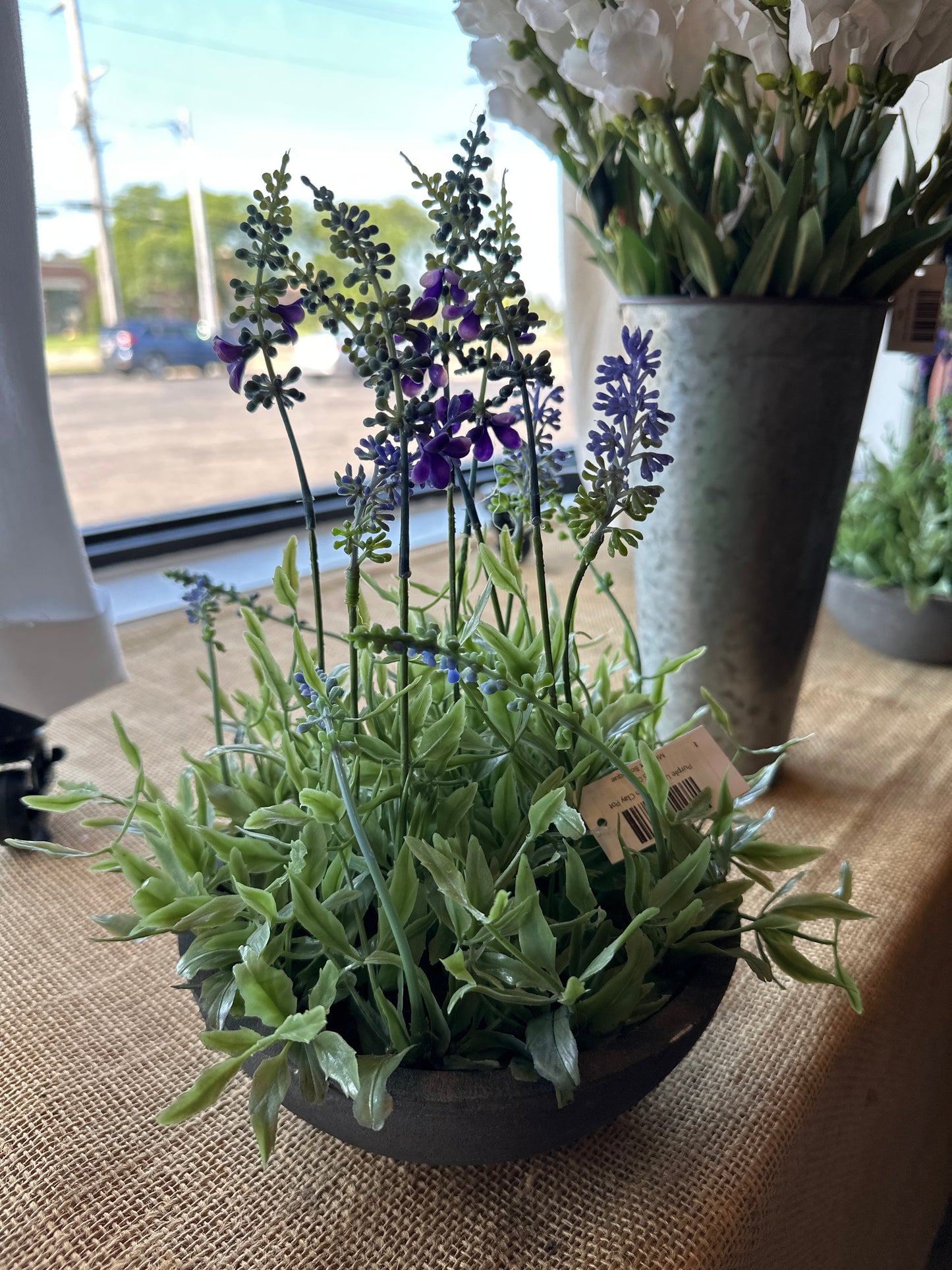 Purple Lavender in Clay Pot