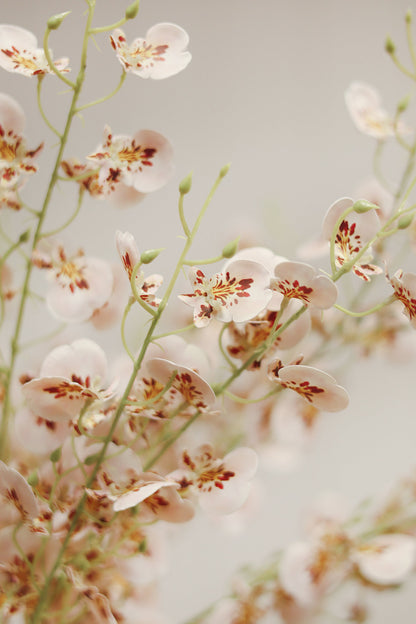 Wild Orchid Spray
