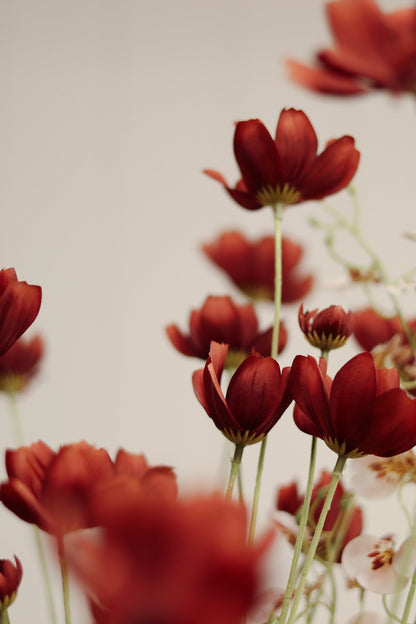 Calliopsis Spray in Rust Red