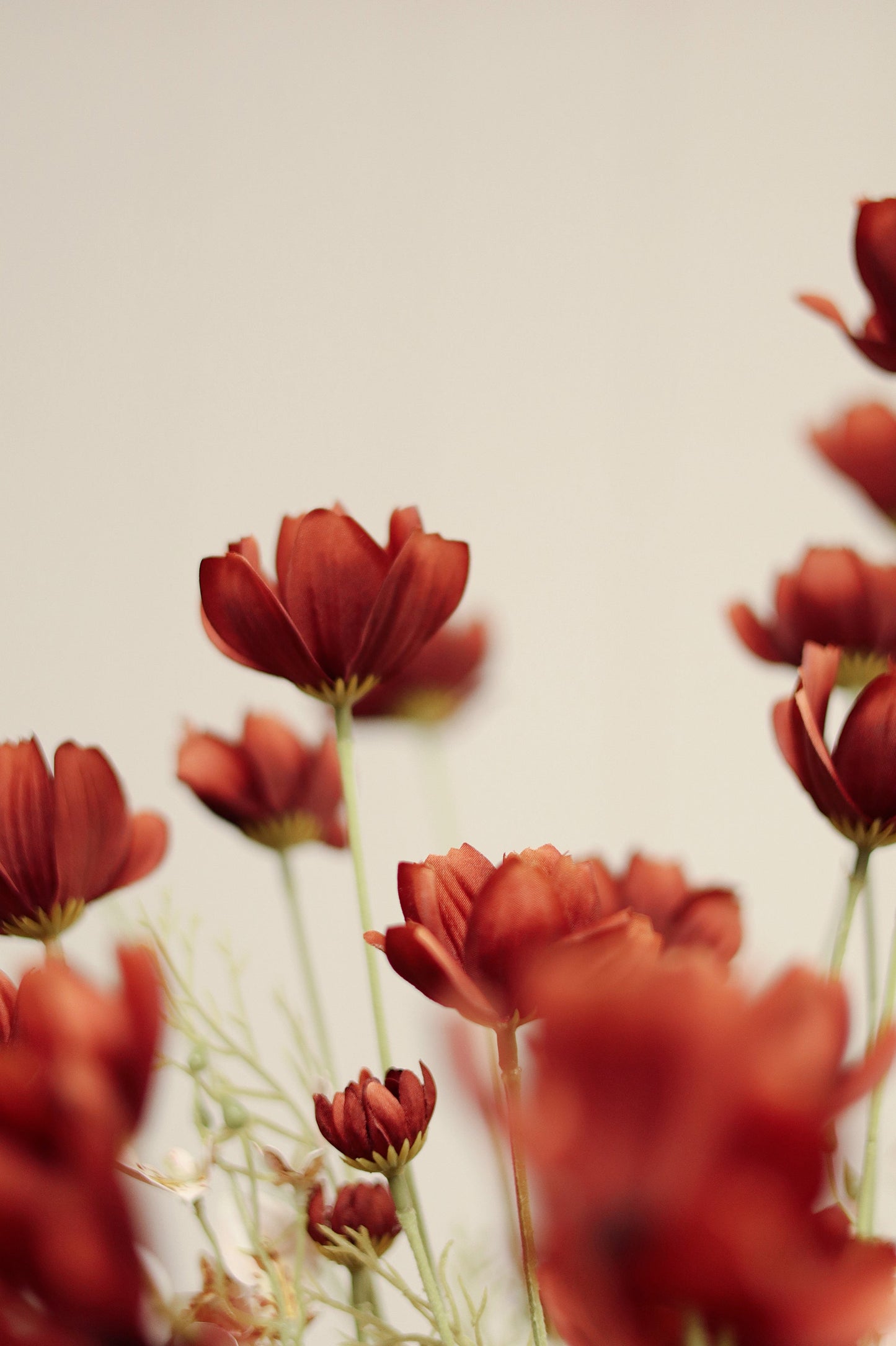 Calliopsis Spray in Rust Red