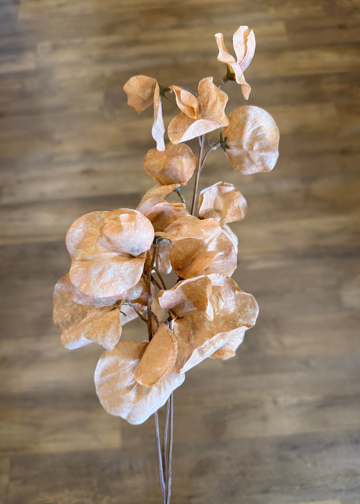 Brown Sweet Pea Stem
