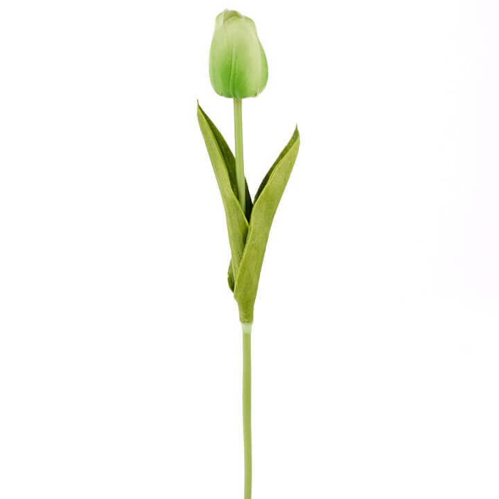 19.5 Tulip Stem