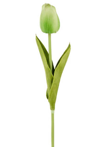 19.5 Tulip Stem