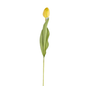19.5 Tulip Stem