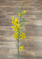 Yellow Goldenball Lead Tree Stem