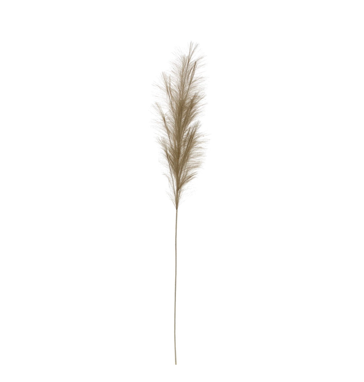 Bristlegrass Branch in Sage