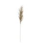 Bristlegrass Branch in Sage