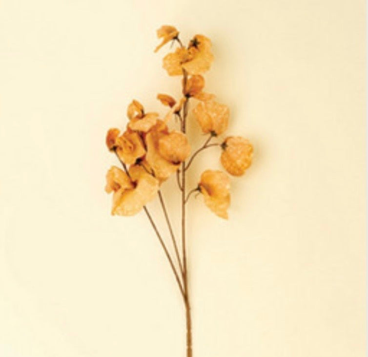 Brown Sweet Pea Stem
