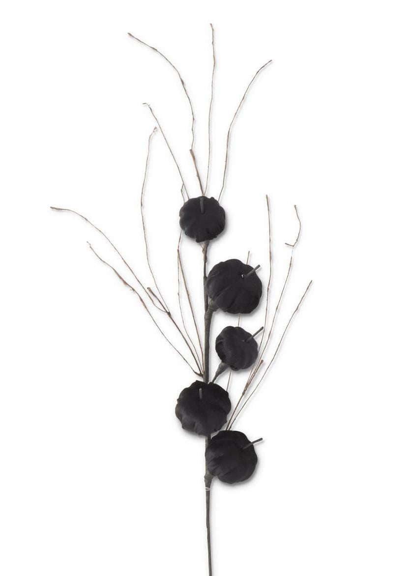 Black Velvet Pumpkin Stem