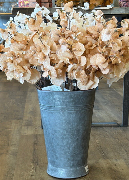 Brown Sweet Pea Stem