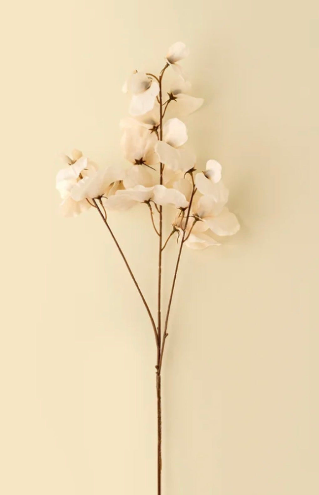Cream Sweet Pea Stem