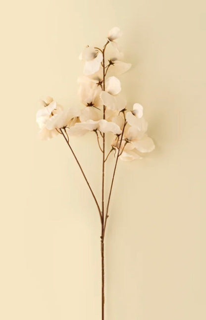 Cream Sweet Pea Stem
