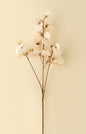 Cream Sweet Pea Stem