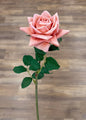 Rose Stem in Coral