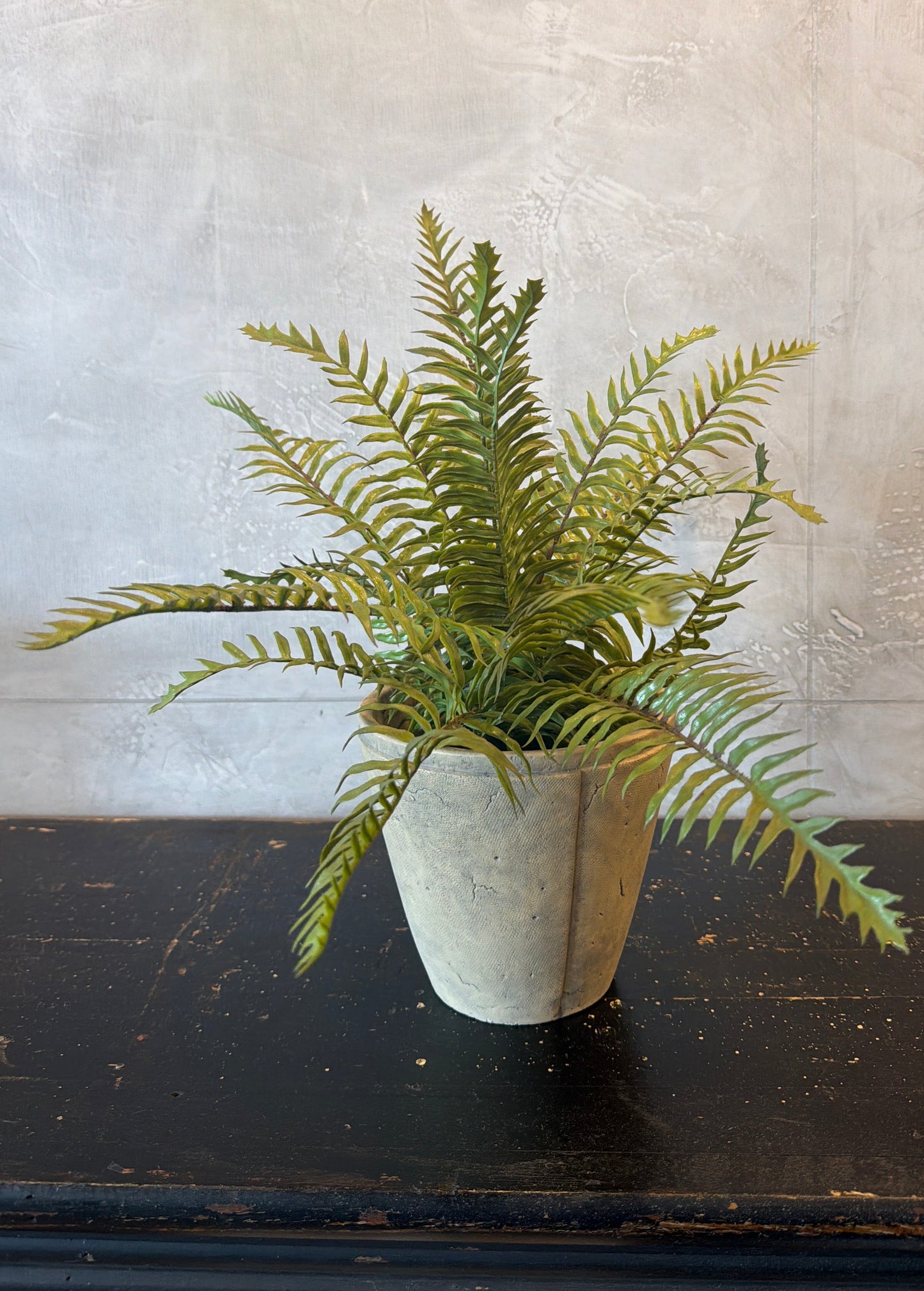 17 Inch Fern in Cement Pot