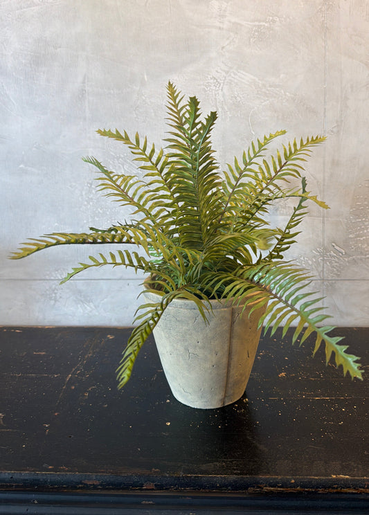 17 Inch Fern in Cement Pot