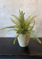 17 Inch Fern in Cement Pot