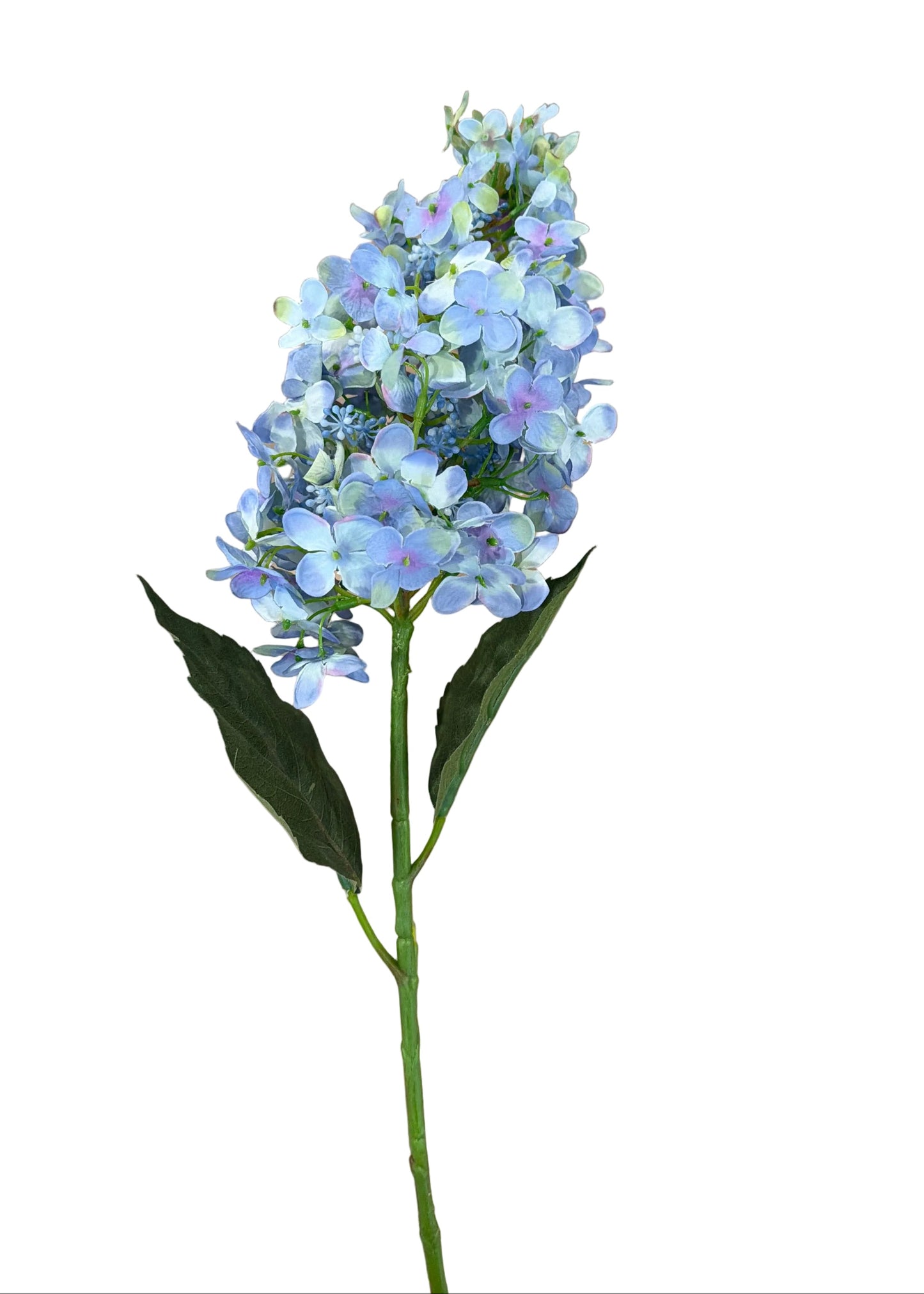 Blue Cone Hydrangea Stem