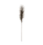 Bristlegrass Branch in Grey