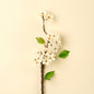 Pear Blossom Branch