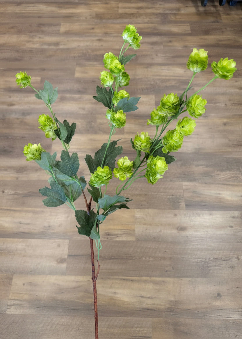 Green Hops Stem