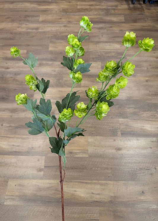Green Hops Stem