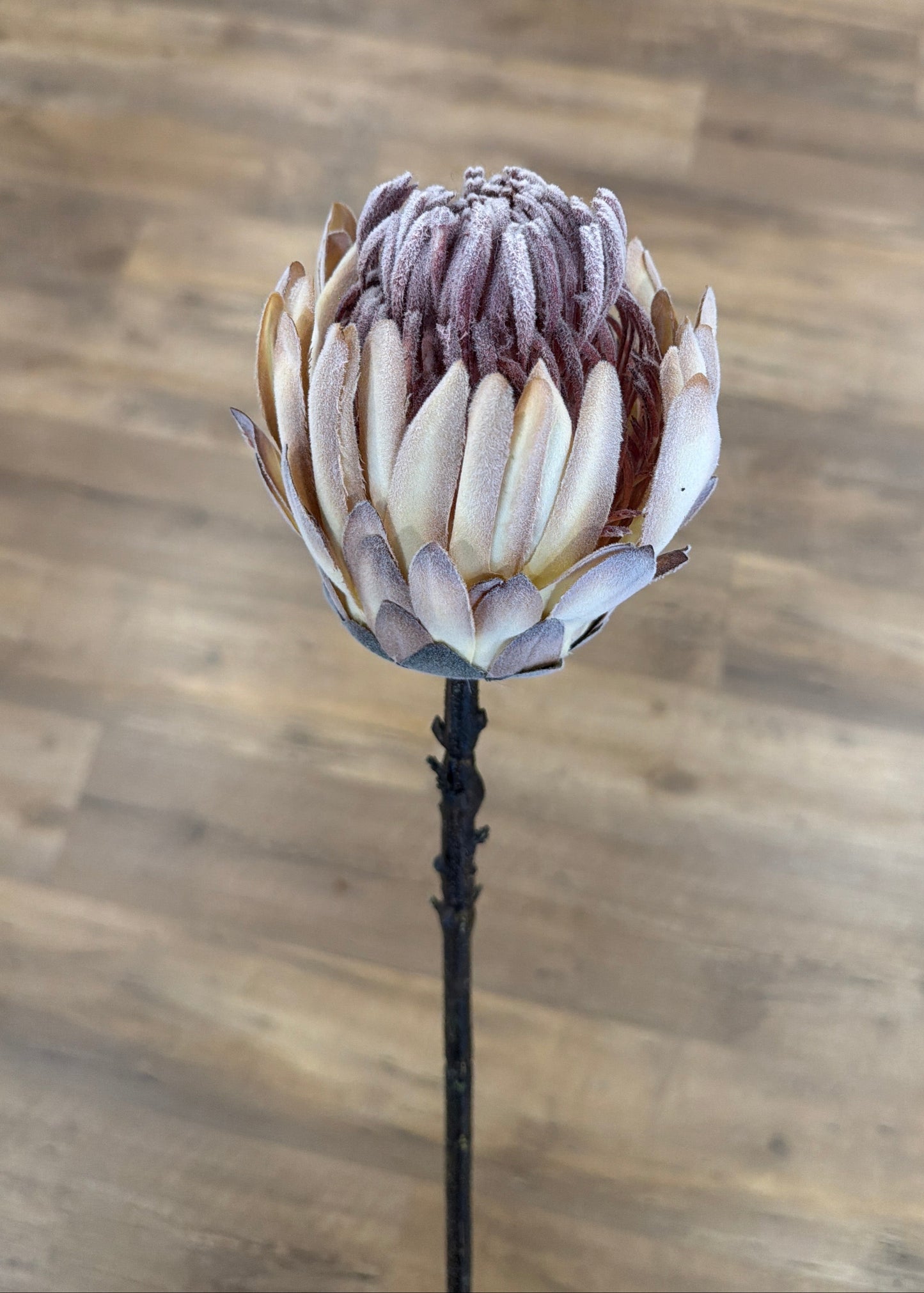 Flocked Cream King Protea Stem