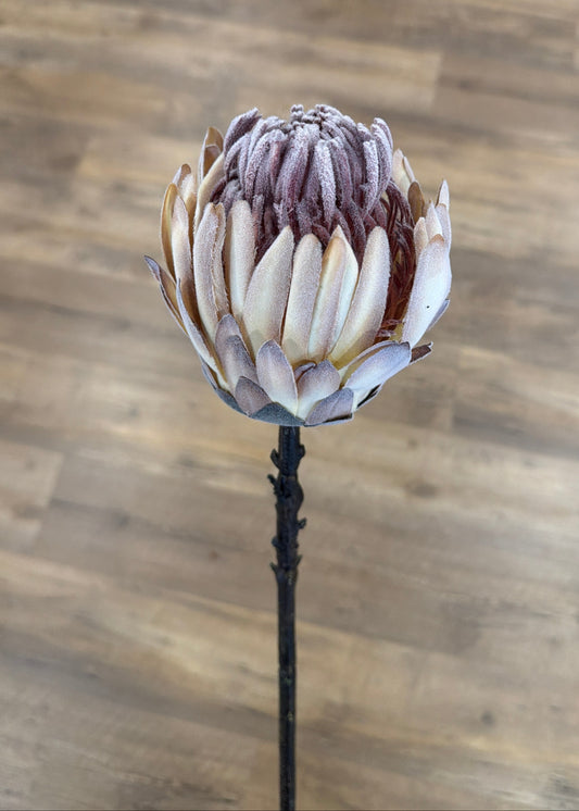 Flocked Cream King Protea Stem