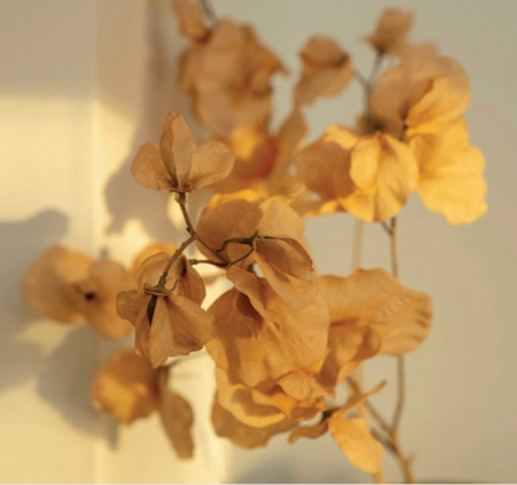 Brown Sweet Pea Stem
