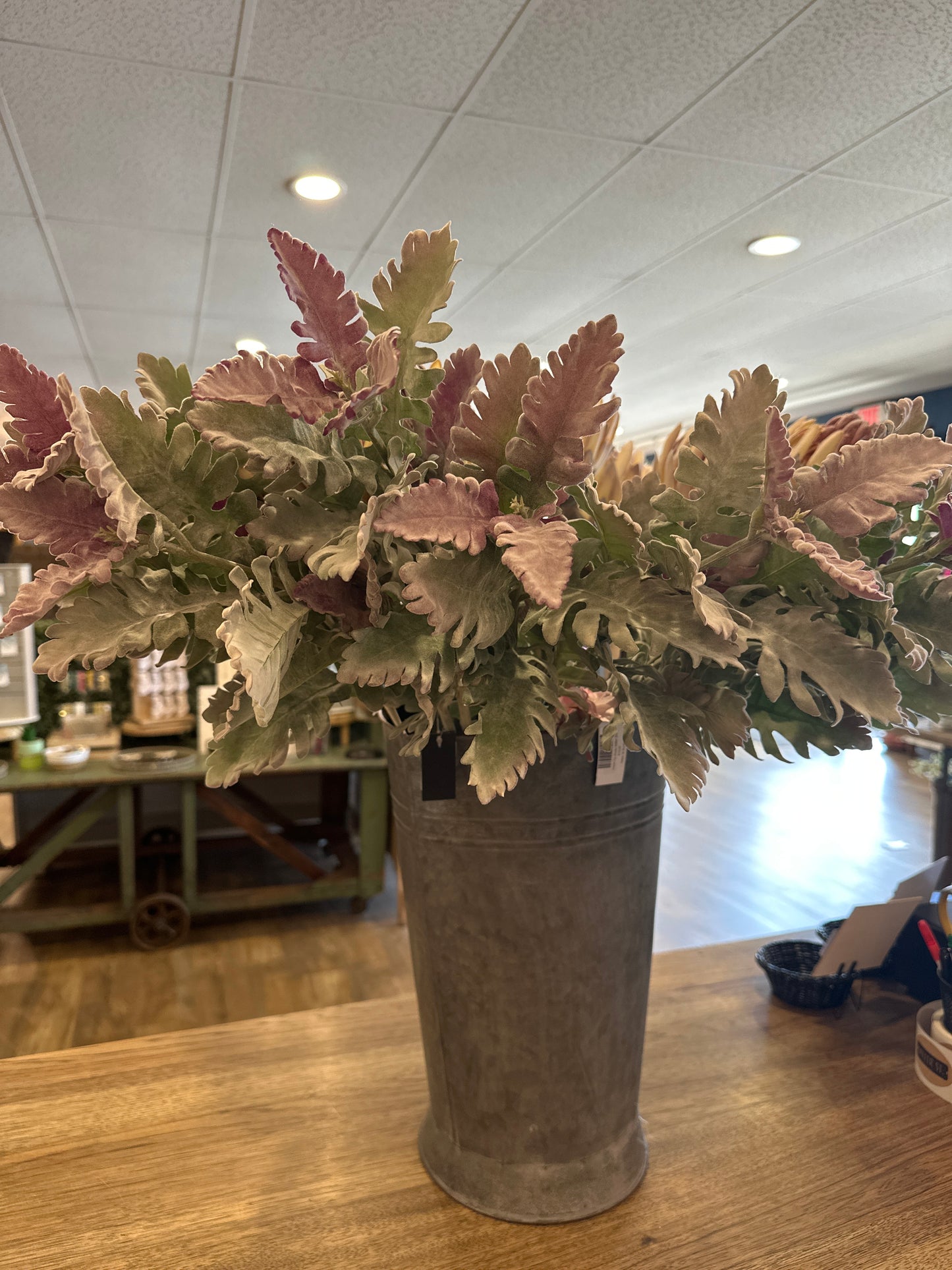 Purple Tip Dusty Miller Stem