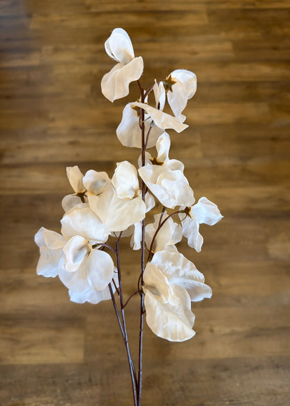 Cream Sweet Pea Stem