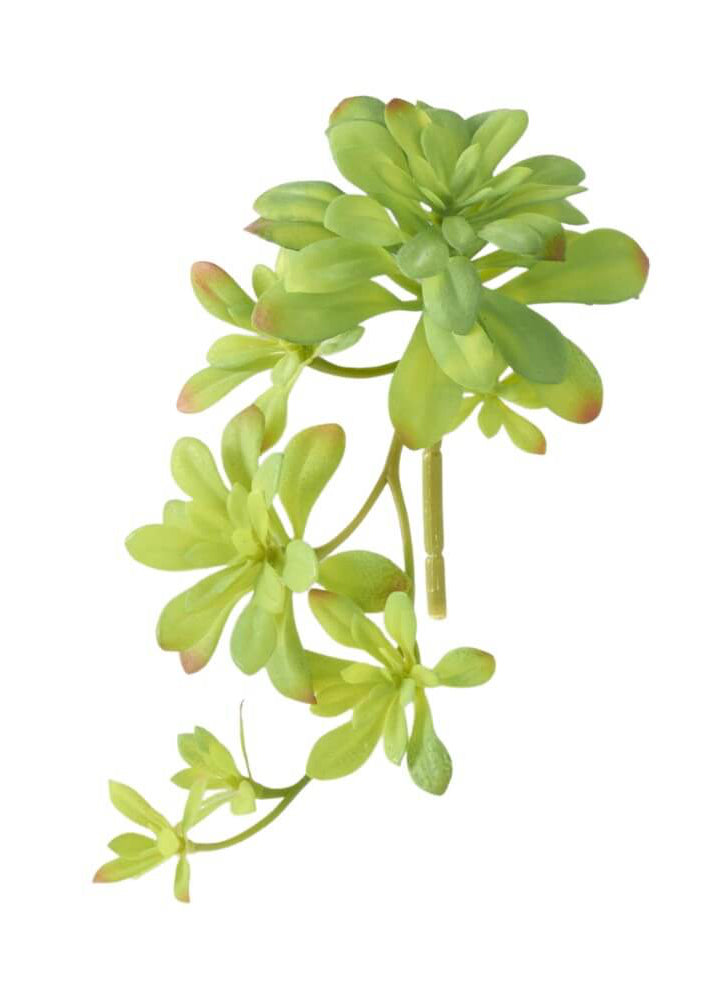 Echeveria Hanging Stem
