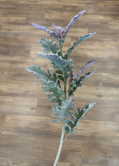 Purple Tip Dusty Miller Stem