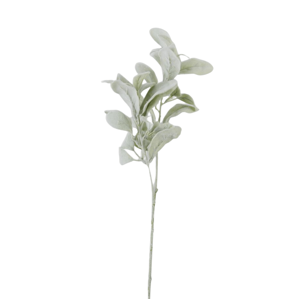 Lambs Ear Stem