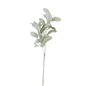 Lambs Ear Stem