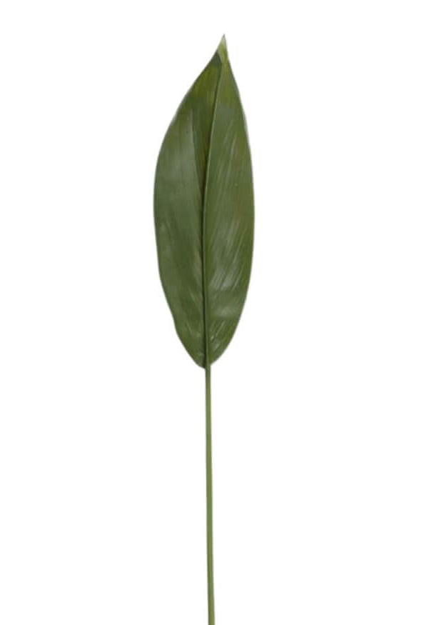 Peace Lily Leaf Stem