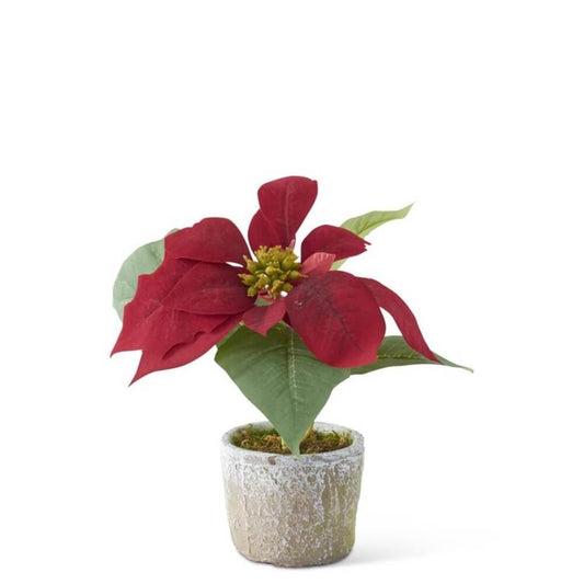 Poinsettia with Cement Pot