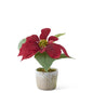 Poinsettia with Cement Pot