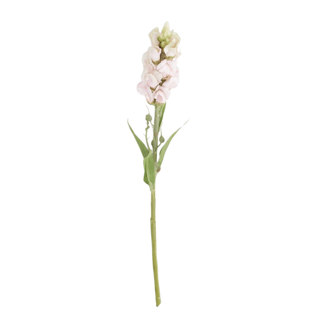 Pink Stock Flower Stem