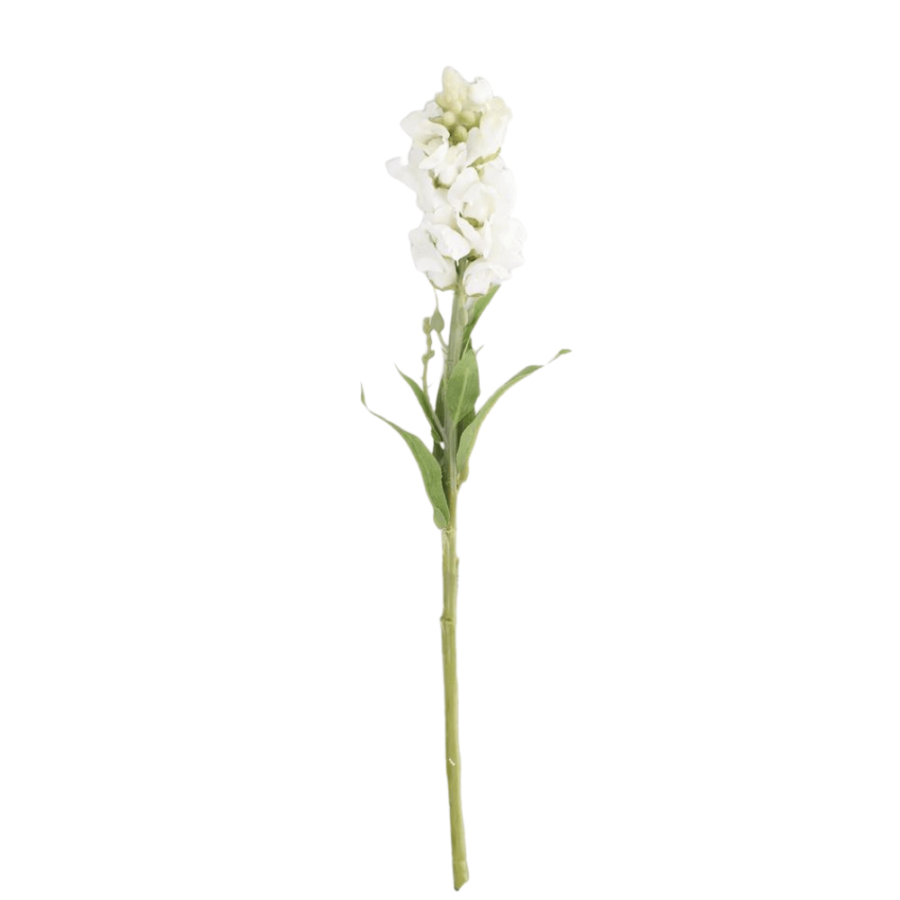 White Stock Flower Stem