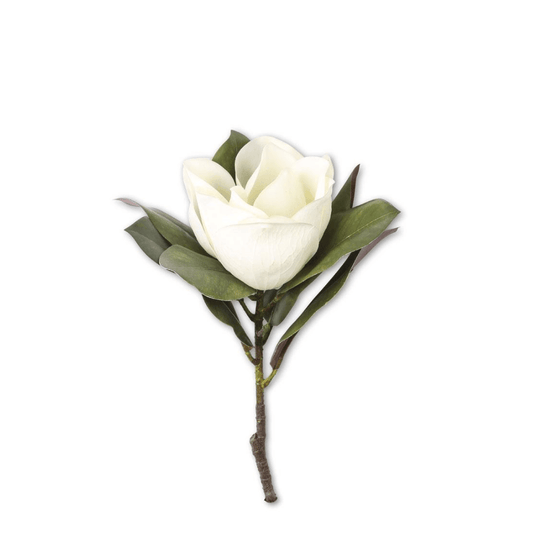 White Magnolia Stem